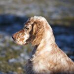 Setter 1
