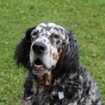 Setter