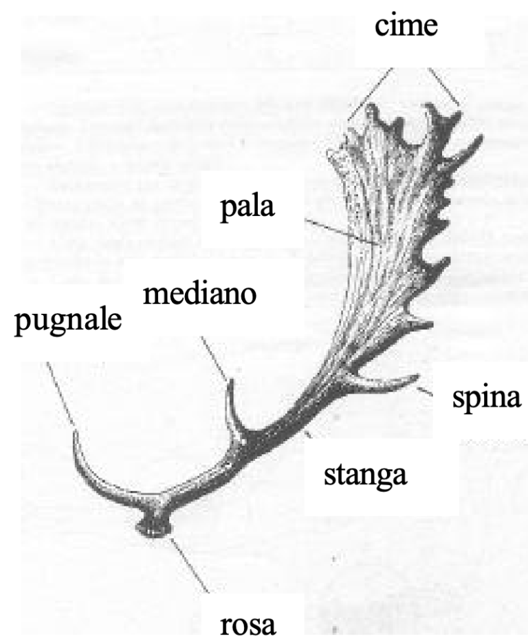 Daino specifica 2