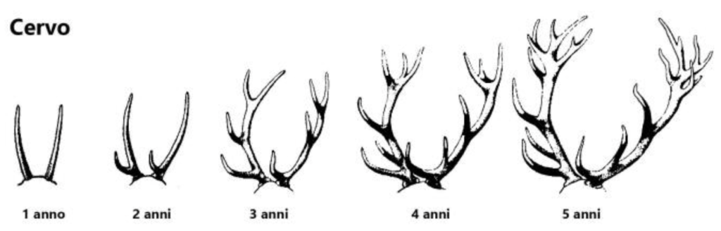 Cervo età