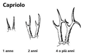Capriolo età