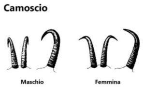 Camoscio sesso