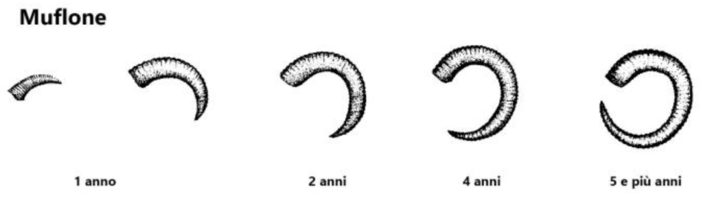 Muflone età