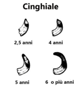 Cinghiale denti