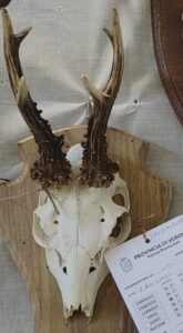 Trofeo capriolo