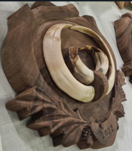Trofeo cinghiale 2