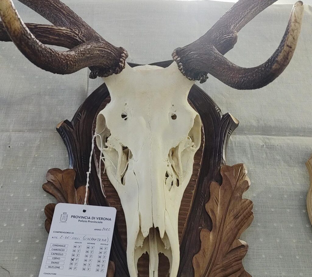 Trofeo cervo