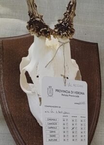 Trofeo capriolo