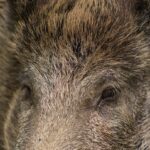 Cinghiale